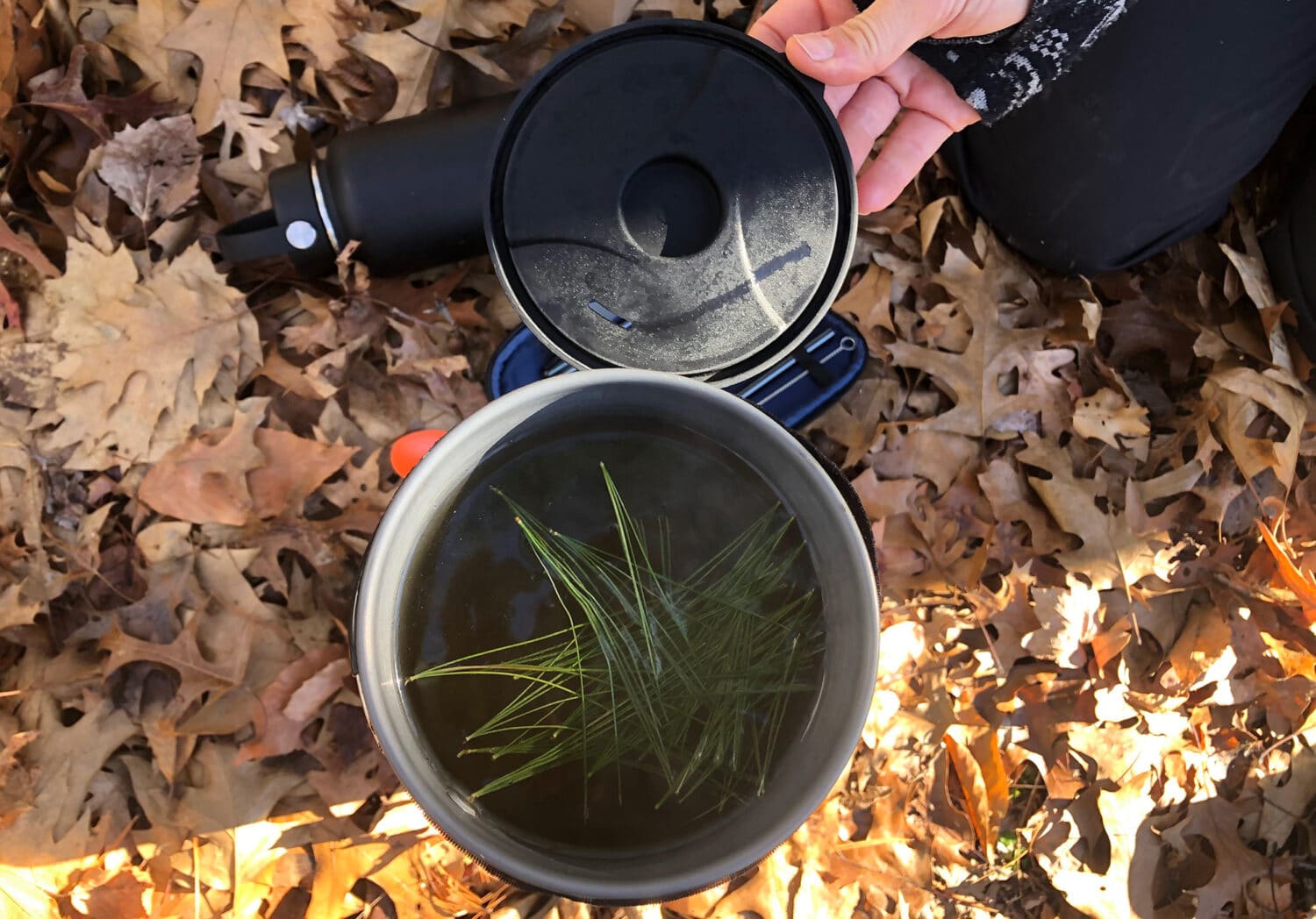 Tea in the woods